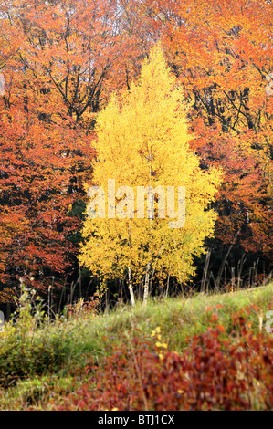 Silver Birch in herbstlichen Farben im Wald Stockfoto