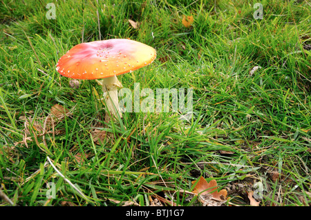 Nahaufnahme von Fliegenpilz-Pilze im Feld Stockfoto