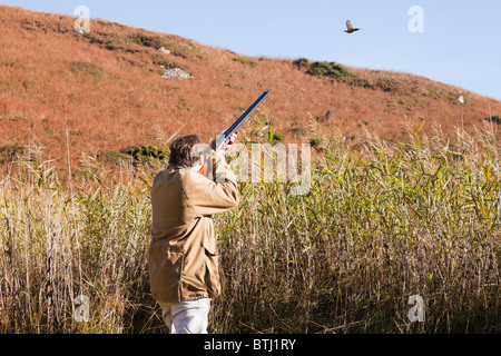 Spiel Vogel Schießen mit dem Menschen mit dem Ziel, eine Schrotflinte auf einem Fasan über Schilf in dem Land fliegen. Isle of Anglesey, North Wales, UK. Stockfoto