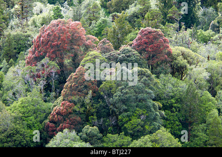 Rata Bäume, Waiho River, in der Nähe von Franz Josef, Westland-Nationalpark, Südinsel, Neuseeland Stockfoto