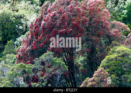 Rata Bäume, Waiho River, in der Nähe von Franz Josef, Westland-Nationalpark, Südinsel, Neuseeland Stockfoto