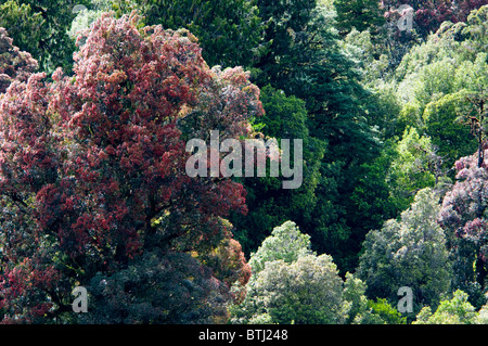 Rata Bäume, Waiho River, in der Nähe von Franz Josef, Westland-Nationalpark, Südinsel, Neuseeland Stockfoto