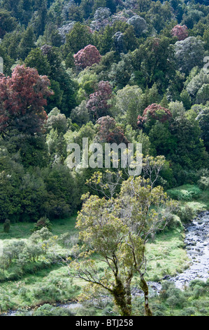 Rata Bäume, Waiho River, in der Nähe von Franz Josef, Westland-Nationalpark, Südinsel, Neuseeland Stockfoto