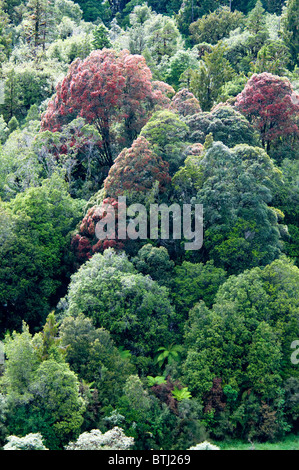 Rata Bäume, Waiho River, in der Nähe von Franz Josef, Westland-Nationalpark, Südinsel, Neuseeland Stockfoto