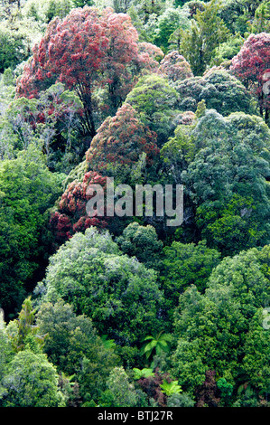 Rata Bäume, Waiho River, in der Nähe von Franz Josef, Westland-Nationalpark, Südinsel, Neuseeland Stockfoto