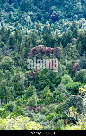 Rata Bäume, Waiho River, in der Nähe von Franz Josef, Westland-Nationalpark, Südinsel, Neuseeland Stockfoto