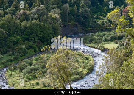 Rata Bäume, Waiho River, in der Nähe von Franz Josef, Westland-Nationalpark, Südinsel, Neuseeland Stockfoto