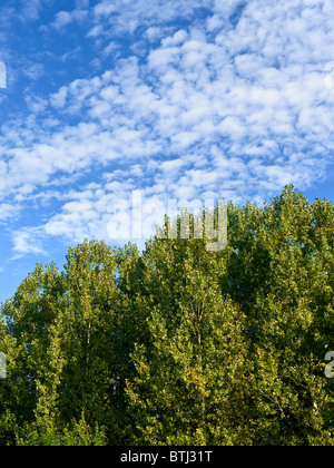 Makrele Himmel / Altocumulus-Wolken und Pappeln - Frankreich. Stockfoto