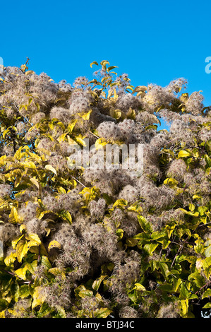 Traveller es Joy / alten Mannes Bart / Clematis Vitalba - Frankreich. Stockfoto