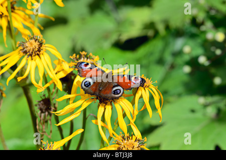 Europäische Tagpfauenauge (Inachis Io) am Sommer Kreuzkraut (Ligularia Dentata) bei strahlendem Sonnenschein Stockfoto