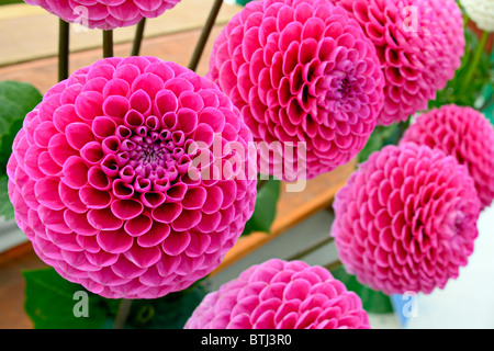 Große lila rosa Pompon-Dahlien ("Franz Kafka") Stockfoto