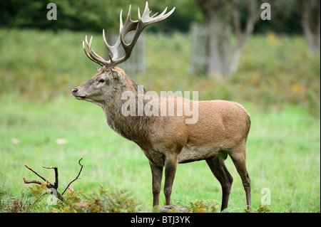 Seitenansicht des Rotwildes Hirsch im Regen stehen Stockfoto