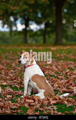 Parson Jack Russell Terrier sitzt in einem Park unter Herbstlaub Stockfoto