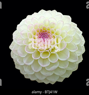 Weiße Pom Pom Dahlie Blüte mit lila Zentrum, auf schwarzem Hintergrund isoliert Stockfoto