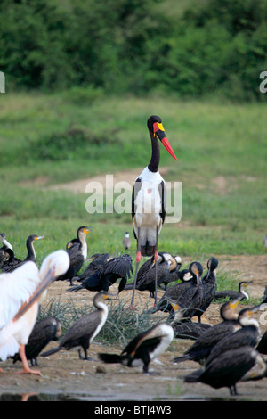 Marabou Storch (Leptoptilos Crumeniferus), Queen Elizabeth National Park, Uganda, Ostafrika Stockfoto