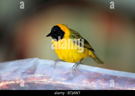 Weaver (meisten), Queen Elizabeth National Park, Uganda, Ostafrika Stockfoto