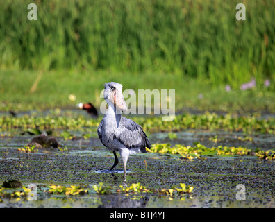 Schuhschnabel (Balaeniceps Rex), Lake Albert (Albert Nyanza), Uganda, Ostafrika Stockfoto