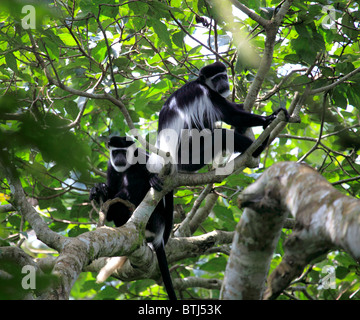 Westlichen schwarzen und weißen Colobus Affen (Colobus Polykomos), Uganda, Ostafrika Stockfoto