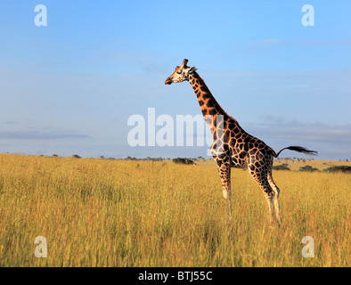 Giraffe (Giraffa Plancius), Murchison Falls Nationalpark, Uganda, Ostafrika Stockfoto