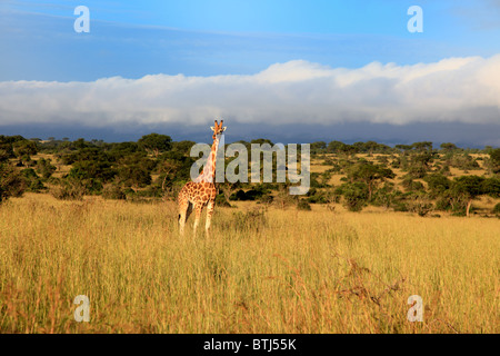 Giraffe (Giraffa Plancius), Murchison Falls Nationalpark, Uganda, Ostafrika Stockfoto