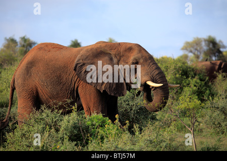 Afrikanischer Elefant (Loxodonta Africana), Murchison Falls Nationalpark, Uganda, Ostafrika Stockfoto