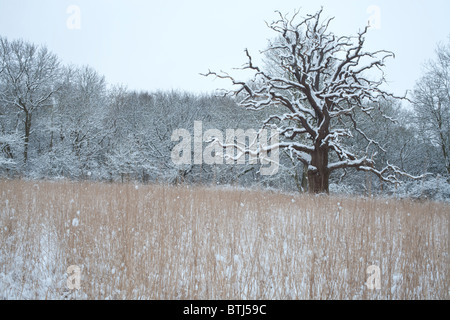 Eine winterliche Szene umfasst vor allem Gräser & tief verschneiten Bäumen und einem Stockfoto