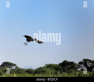 Schuhschnabel (Balaeniceps Rex), Lake Albert (Albert Nyanza), Uganda, Ostafrika Stockfoto