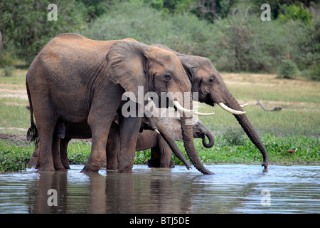 Afrikanischer Elefant (Loxodonta Africana), Murchison Falls Nationalpark, Uganda, Ostafrika Stockfoto