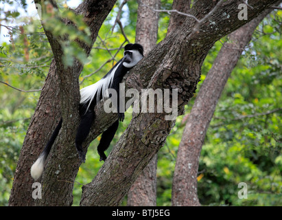 Westlichen schwarzen und weißen Colobus Affen (Colobus Polykomos), Murchison Falls National Park, Uganda, Ostafrika Stockfoto