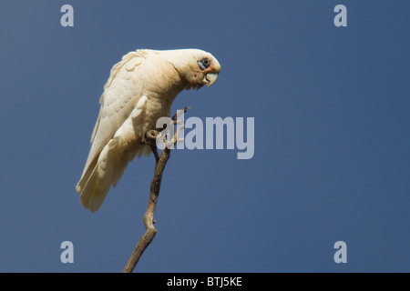 Nacktaugenkakadu (Cacatua sanguineaund) Stockfoto