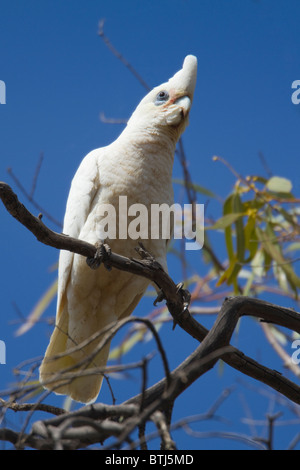 Nacktaugenkakadu (Cacatua sanguineaund) Stockfoto