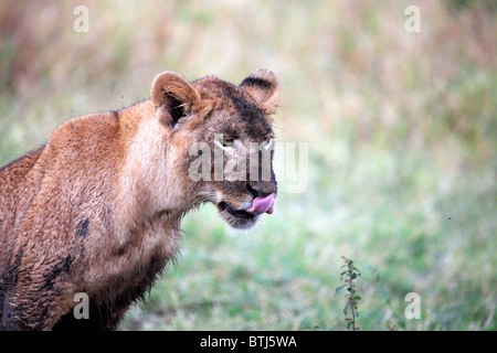 Löwe (Panthera Leo), Kidepo National Park, Uganda, Ostafrika Stockfoto