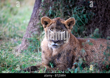 Löwe (Panthera Leo), Kidepo National Park, Uganda, Ostafrika Stockfoto