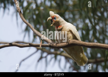 Lange-billed Corella (Cacatua Tenuirostris) ruft wütend aus einem Eukalyptus-Zweig Stockfoto