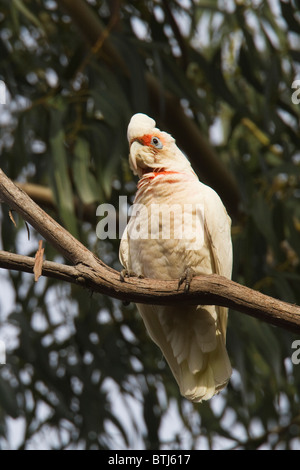 Lange-billed Corella (Cacatua Tenuirostris) thront auf einem Eukalyptus-Zweig Stockfoto