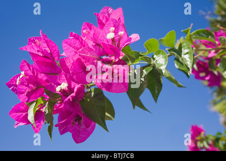 Bougainvillea-Blüten vor blauem Himmel Stockfoto