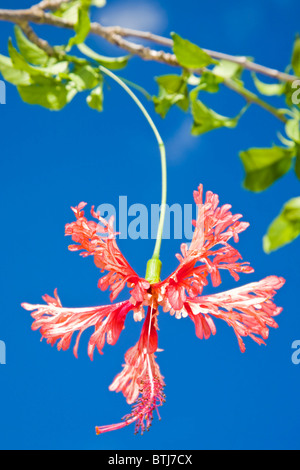 Hibiscus Schizopetalus oder japanische Laterne Blume von unten fotografiert. Stockfoto