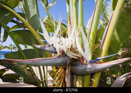 Strelizia Nicolaei oder wilde Banane Blume Stockfoto