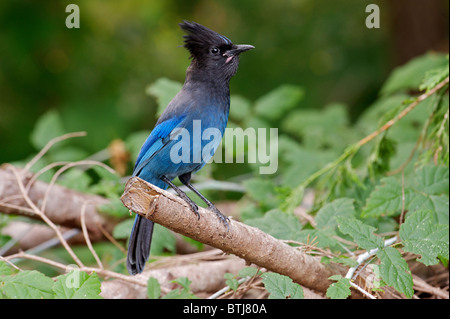 Steller's Jay (Cyanocitta Stelleri), Gabriola, Britisch-Kolumbien, Kanada Stockfoto