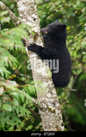 Schwarzer Bär (Ursus Americanus) Jungtier im Baum, Thornton Fish Hatchery, Ucluelet, Britisch-Kolumbien, Kanada Stockfoto