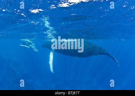 Eine Mutter und Kalb Buckelwal Oberfläche Kalben inmitten der Karibik atmen. Stockfoto