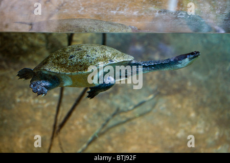 Eine Schildkröte schwimmen in einem Tank im ZOO von SAN DIEGO - CALIFORNIA Stockfoto