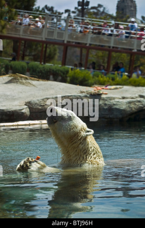 Ein Eisbär (Ursus Maritimus) in einem Pool im ZOO von SAN DIEGO - CALIFORNIA Stockfoto