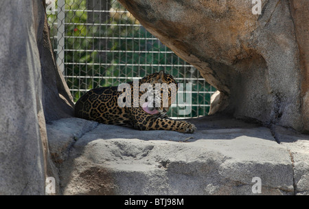 Ein LEOPARD (Panthera Pardus) reinigt sich im ZOO von SAN DIEGO - CALIFORNIA Stockfoto