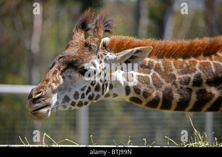 Eine junge MASAI-GIRAFFE (Giraffa Plancius Tippelskirchi) im ZOO von SAN DIEGO - CALIFORNIA Stockfoto