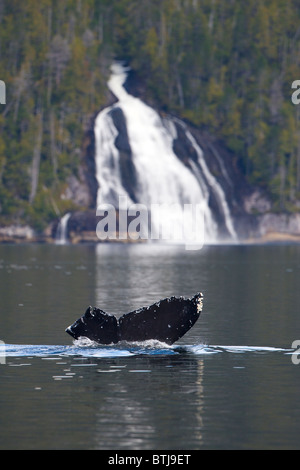 Buckelwal (Impressionen Novaeangliae) Tail und Wasserfall Great Bear Rainforest British Columbia Kanada Stockfoto