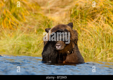 Grizzly Bär (Ursus Arctos Horribilis) British Columbia Kanada Stockfoto