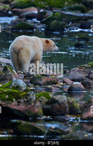 Spirit Bear - Ursus Americanus Kermodei von Gribbell Island in British Columbia Kanada. Nur auf 2 Inseln in BC gefunden Stockfoto