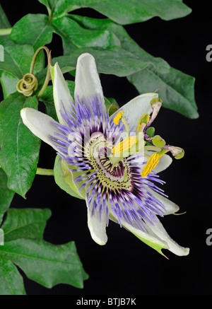 Passionsblume (Passifloraceae) - Studio-Bild Stockfoto