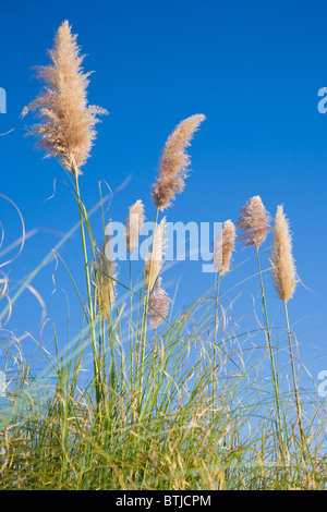 Cortaderia Selloana oder Pampa Grass in Blüte Stockfoto